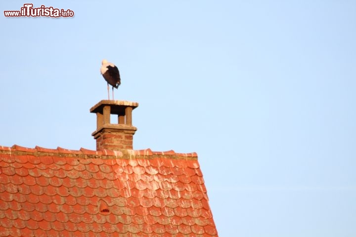 Immagine Cicogna sul camino a Ribeauvillé  - © Matteo Emiliani