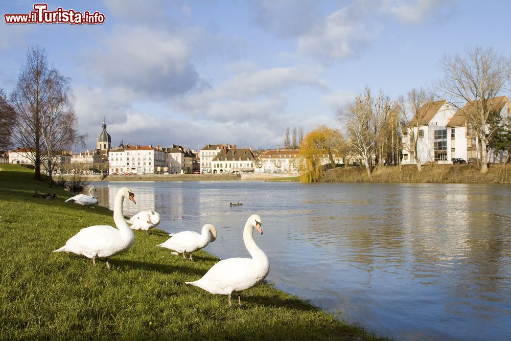 Immagine Cigni sulle rive del fiume Saona a Chalon-sur-Saône, cittadina di 45.000 abitanti della Borgogna (Francia) - foto © Natursports / Shutterstock.com