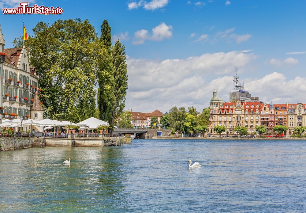 Immagine Cigni sul  lago Bodensee nella città di Costanza, in Germania