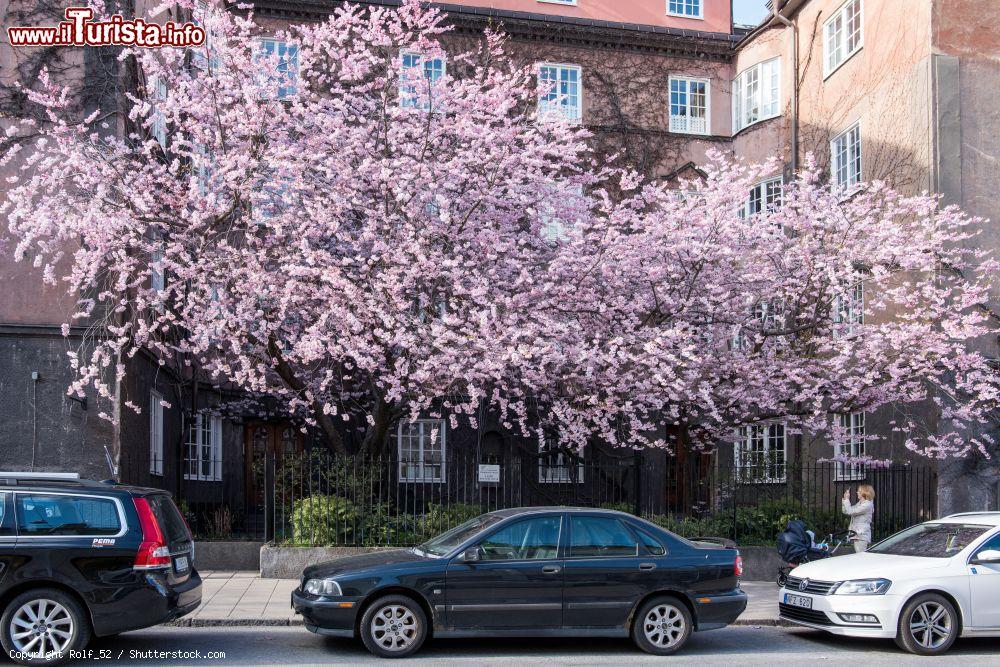 Immagine Ciliegi in fiore a Norrkoping in primavera, Svezia - © Rolf_52 / Shutterstock.com