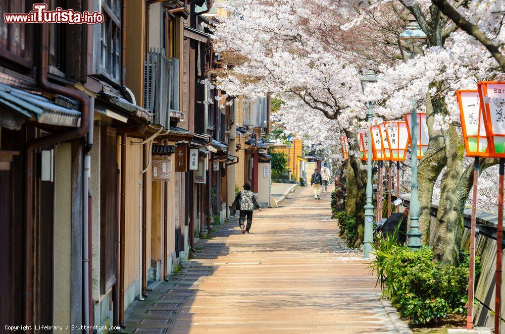 Immagine Ciliegi in fiore lungo Kyoka No Michi nei pressi del fiume Asanogawa a Kanazawa, Giappone - © Lifebrary / Shutterstock.com