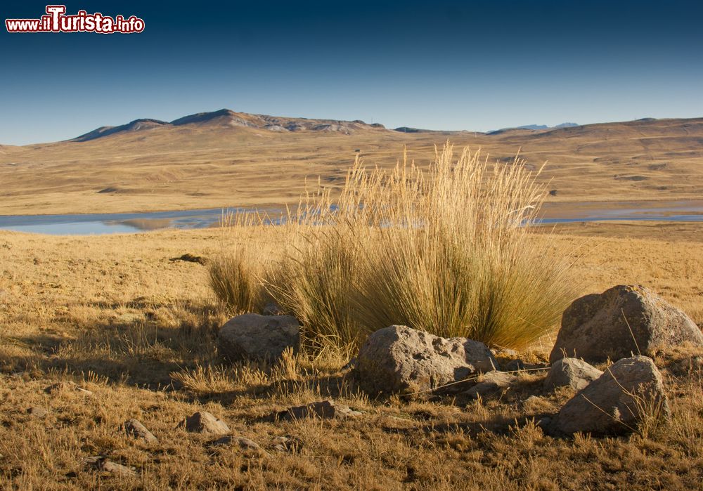 Immagine Ciuffi di Ichu nella pampas di Bombon, Junin, Cordigliera delle Ande, Perù.