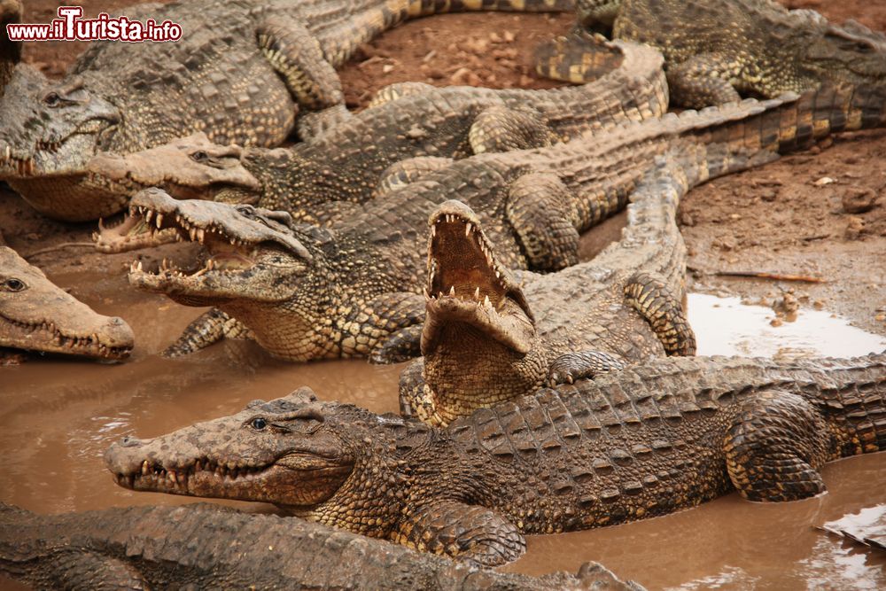 Immagine Coccodrilli dell'allevamento di Boca de Guamà, (Matanzas, Cuba). Alcuni esemplari raggiungono i quattro metri di lunghezza.