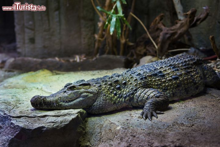 Immagine Coccodrillo al rettilario dello zoo di Londra, Inghilterra. Il giardino zoologico della capitale ospita anche la più antica casa dei rettili del mondo risalente al 1849 - © Anna Moskvina / Shutterstock.com