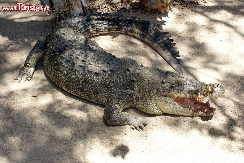 Immagine Coccodrillo di acqua salata in un parco di Port Douglas, Australia. Un bell'esemplare di questo rettile estuarino fotografato sotto le fronde di una palma.