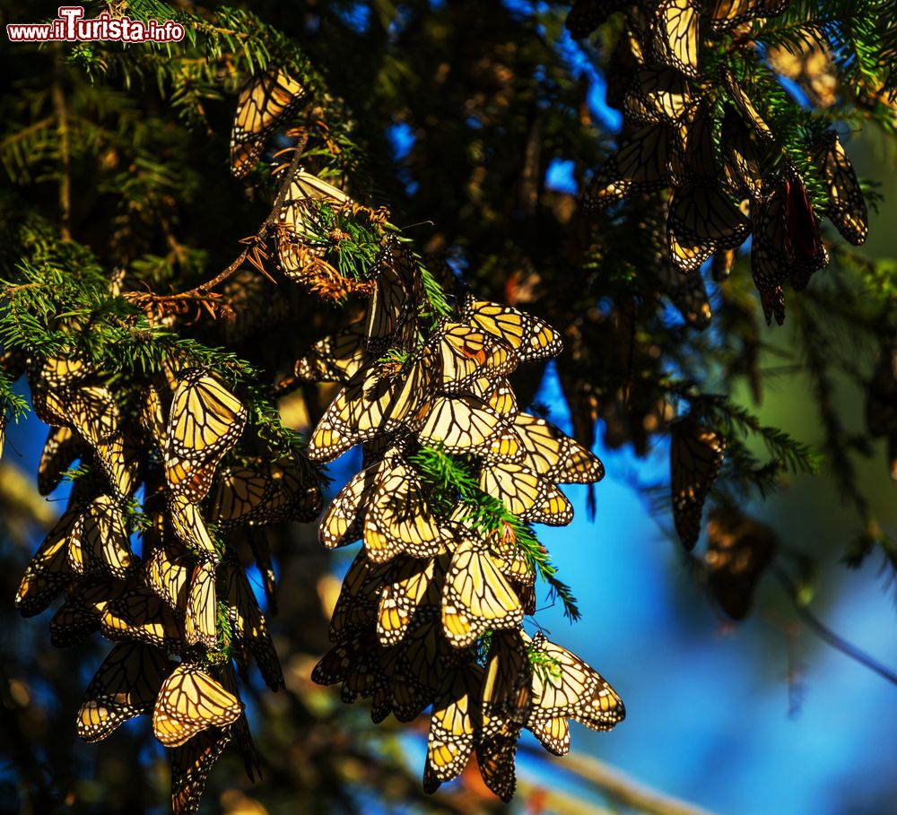 Immagine Una colonia di farfalle monarca nei pressi di Morelia, Messico. Fra le più conosciute del continente americano, queste farfalle appartengono alla famiglia Nymphalidae.