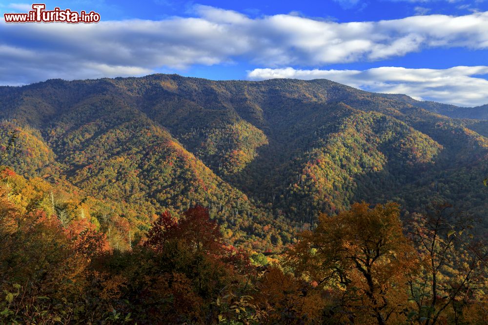 Immagine Colori autunnali di prima mattina nel parco nazionale delle Great Smoky Mountains, Tennessee e Carolina del Nord.