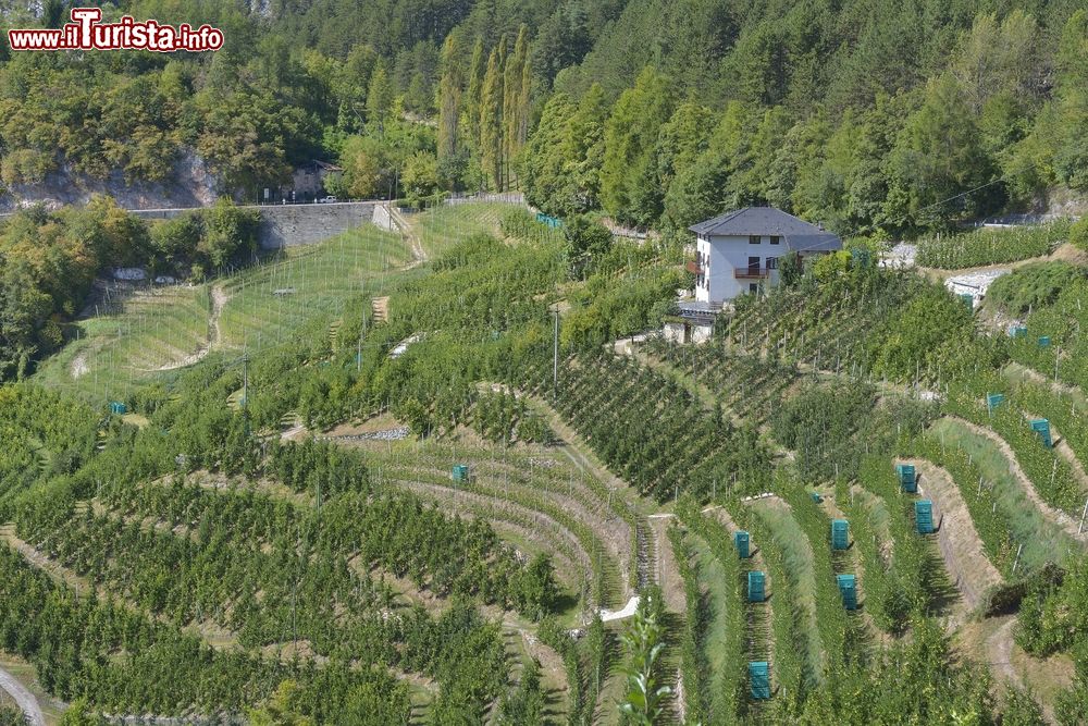 Immagine Coltivazione delle mele della Val di Non a Tuenno in Trentino Alto Adige.