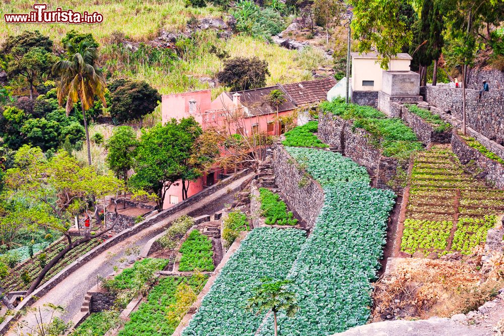 Immagine Coltivazioni presso una fattoria di Santo Antão a Capo Verde.