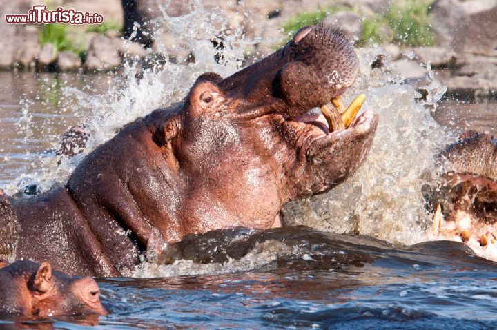 Immagine Ippopotami al fiume Great Ruaha: proprio nelle acque del princiaple corso fluviale di quest'area della Tanzania, e sulle sue rive, si possono ammirare splendidi esemplari di mammiferi erbivori africani. Nonostante l'aspetto tozzo - zampe corte, testa grossa e corpo a forma cilindrica - l'ippopotamo è piuttosto agile e scattante. I combattimenti fra i componenti della specie possono anche essere mortali, seppur si tratti di episodi rari poichè gli ippopotami hanno un grande rispetto delle gerarchie sociali. Molto frequenti sono anche i finti combattimenti labbra contro labbra - © Andrew Molinaro / Shutterstock.com