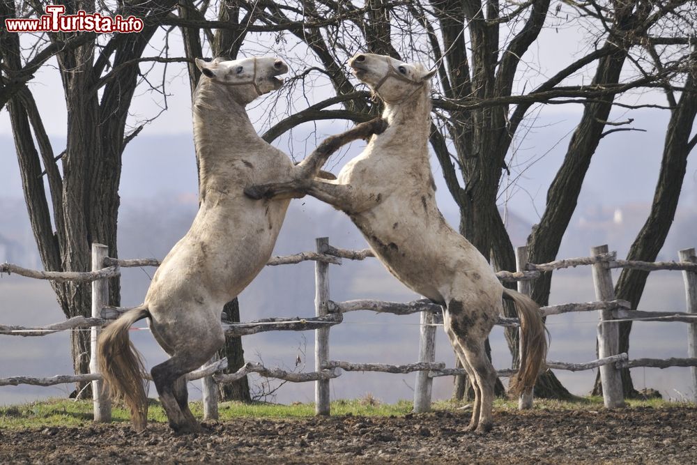 Immagine Combattimento fra stalloni lipizzani nella campagna della Slavonia, Croazia. Questo cavallo veniva usato per trainare le carrozze dei monarchi e nell'esercito.