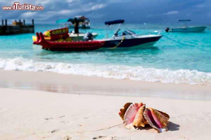 Immagine Una conchiglia in spiaggia a Grace bay la famosa spiaggia di Providenciales nello stato di Turks&Caicos, una delle località più famose dei Caraibi. Si tratta di una lunghissima spiaggia, in totale circa 19 km di finisime sabbie bianche, costeggiate dal mare limpido, protetto al largo dalla barriera corallina che impedisce alle onde di infrangersi sul litorale.