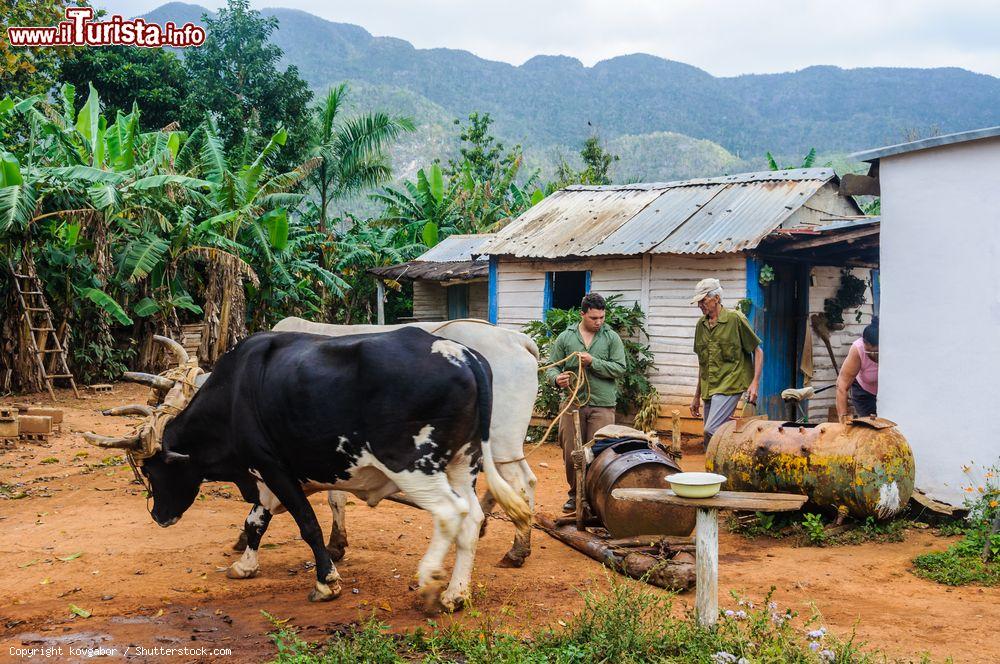 Immagine Contadini (detti guajiros in cubano) al lavoro nelle campagne della Valle de Viñales, Cuba - © kovgabor / Shutterstock.com