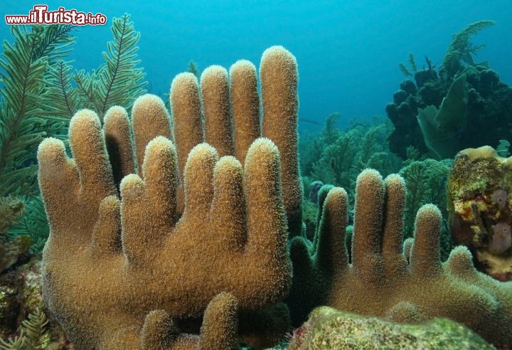 Immagine Immersioni a Roatan, Honduras - E' il posto ideale per fare snorkelling e immersioni: i fondali che circondano l'isola ospitano, fra l'altro, particolarissimi coralli dei Caraibi © Brian Lasenby / Shutterstock.com