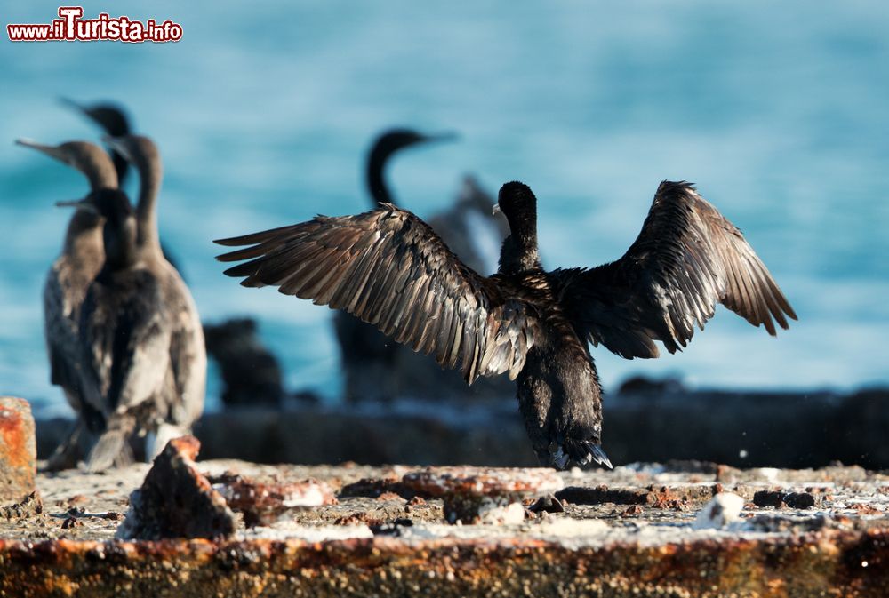 Immagine Cormorani sull'isola di Socotra, Yemen. Un esemplare della famiglia Phalacrocoracidae con le ali spiegate dopo un tuffo in acqua; abitualmente i cormorani si nutrono di una grande varietà di pesci.