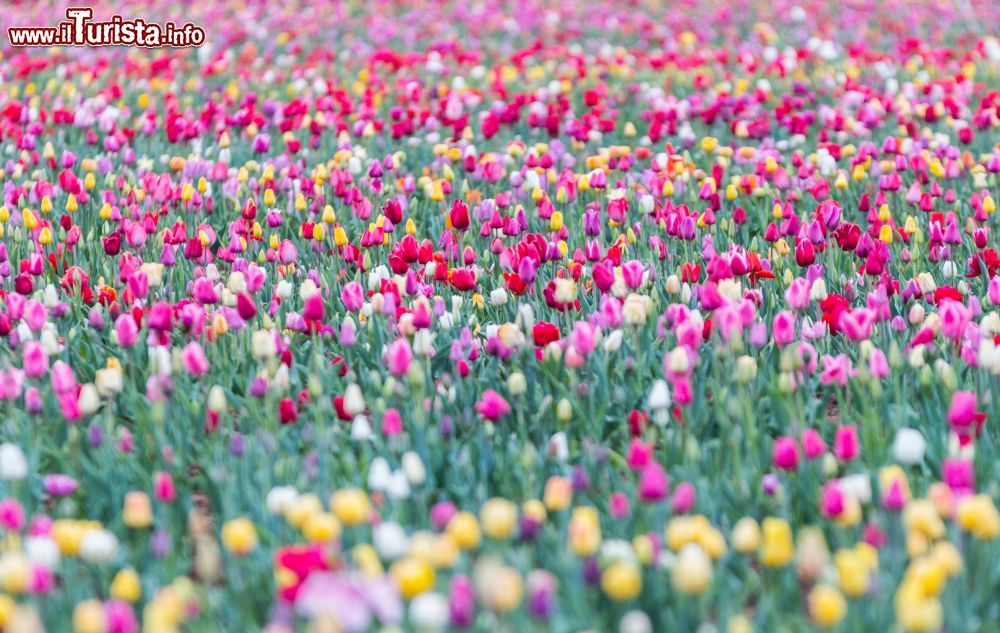 Immagine Cornaredo, Milano: la Fioritura dei Tulipani