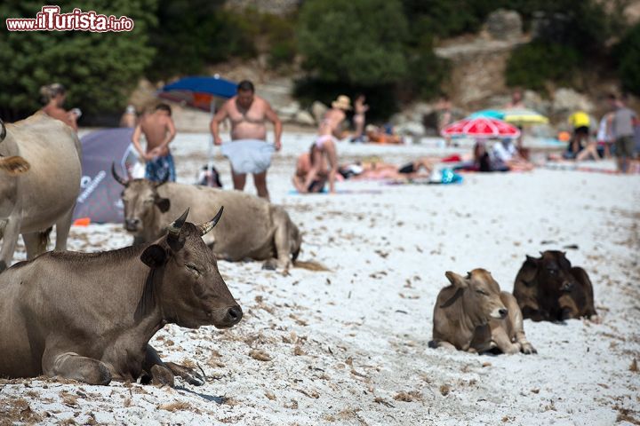 Immagine Le mucche di Spiaggia Lotu, Corsica - la natura regna sovrana in Corsica e, in particolare, nel nord ovest della Corsica, nel Desert des Agriates. A Spiaggia Lotu, per esempio, è assolutamente frequentare condividere la spiaggia con mucche e buoi che pascolano tranquillamente da queste parti.