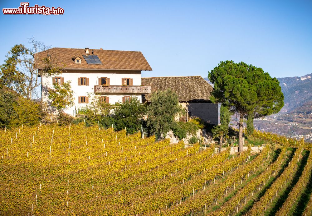 Immagine Cortaccia sulla Strada del Vino tra i vigneti dell'Alto Adige