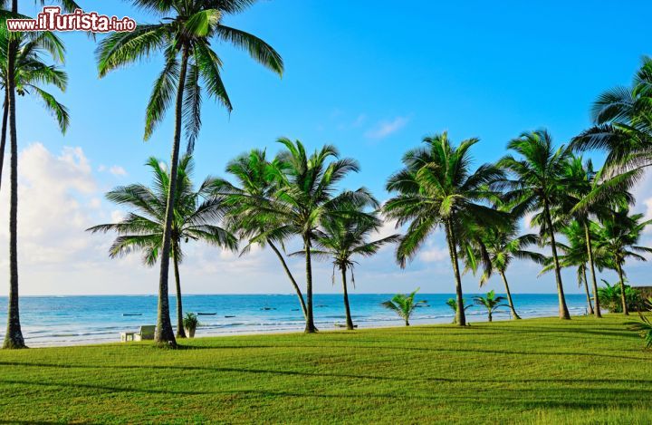 Immagine Le splendide palme tropicali di Diani Beach, Kenya, su un prato all'inglese: quando l'Africa si fa europea - La costa del Kenya, in particolare da Malindi a Mombasa, è da diverso tempo oggetto delle attenzioni turistiche europee. Anche Diani Beach, a pochi chilometri a sud di Mombasa, è stata interessata negli ultimi decenni, da un massiccio insediamento di resort e villaggi, espressioni del lusso occidentale che qui si è splendidamente fuso con i paesaggi e la natura africani.  - © Eduard Kyslynskyy / Shutterstock.com