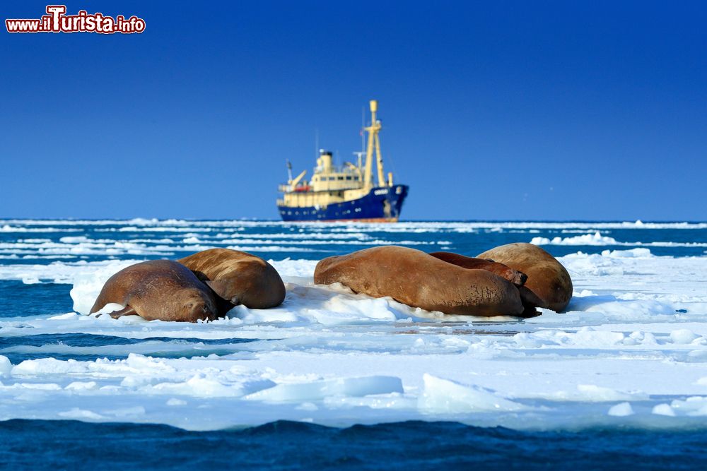 Immagine Crociera fra i ghiacci dell'Artico alle isole Svalbard, Norvegia. Alcuni trichechi (Odobenus rosmarus) si riposano al sole mentre una nave si avventura in queste acque fredde per un tour invernale.