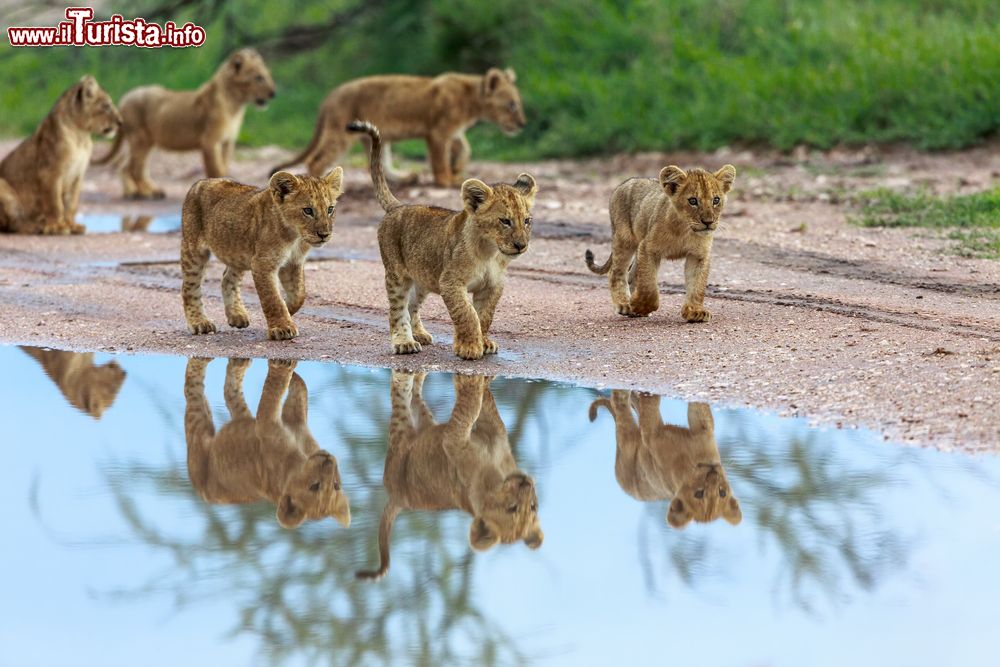 Immagine Cuccioli di leone giocano vicino a una pozza d'acqua nell'Amboseli, Kenya. E' una delle scene che meglio rappresenta la natura selvaggia di questo territorio africano.