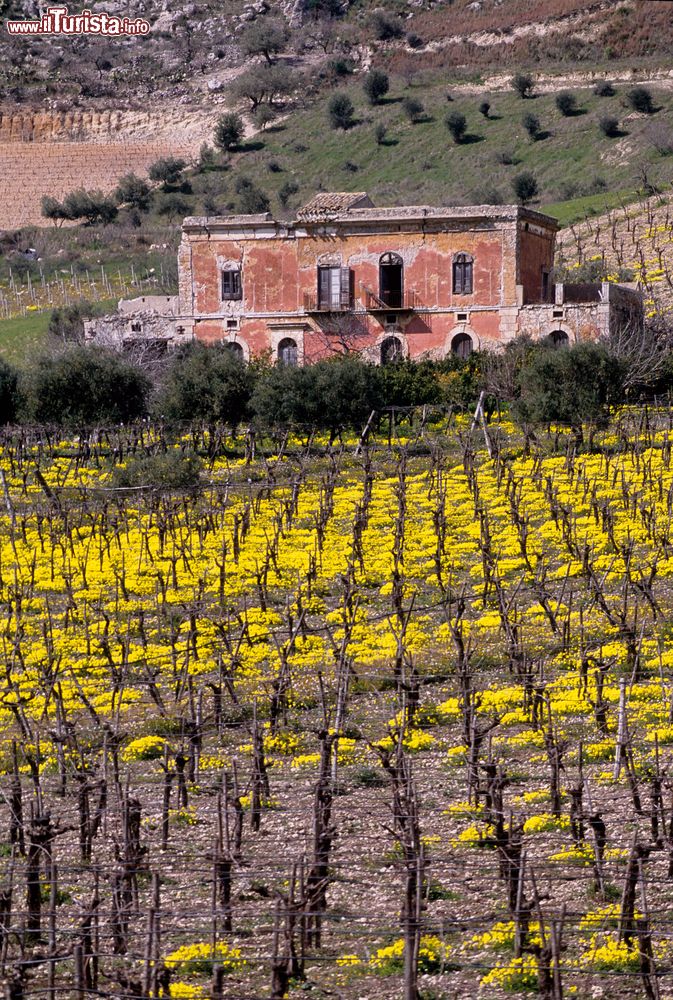 Immagine Dei vigneti a Palma di  Montechiaro, siamo non lontani da Agrigento in Sicilia