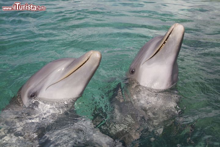 Immagine Delfini a Roatan, Honduras - Simpatici e famosi per le loro espressioni buffe, nelle acque che circondano l'isola di Roatan, in centro America, è possibile nuotare e giocare con i delfini, una delle più socievoli specie di mammiferi marini © Kylie Ellway / Shutterstock.com