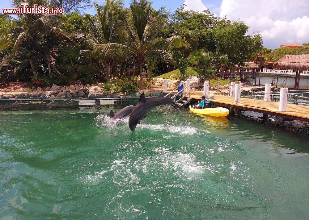Immagine Delfini saltano fuori dall'acqua dopo essere stati nutriti alla marina di Puerto Aventuras, Quintana Roo, Messico.
