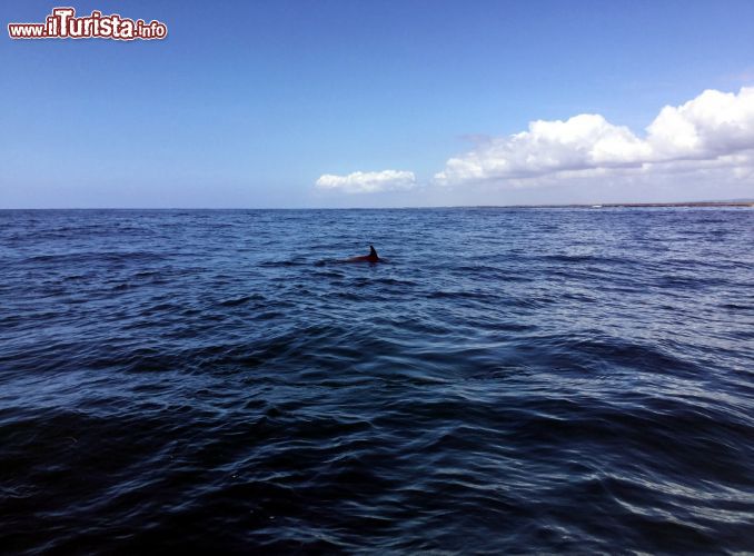 Immagine Delfini nel mare di Watamu (Kenya): anche se sono i più facili da vedere, nelle acque di Watamu non vivono solo delfini. In alcuni periodi dell'anno passano da qui anche balene, mante, squali balena e tartarughe.