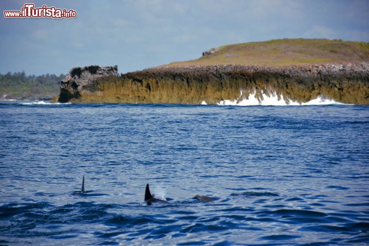 Immagine Delfini nel Watamu Marine National Park: le acque del parco marino di Watamu son ricche di pesci e non solo. Con un'escursione in barca è possibile avvistare branchi di deflini o fare snorkelling nella barriera corallina.