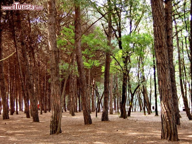 Immagine Dentro alla pineta di Pinarella di Cervia, uno dei polmoni verdi della provincia di Ravenna - © Roberto Baldini / www.meteoromagna.com
