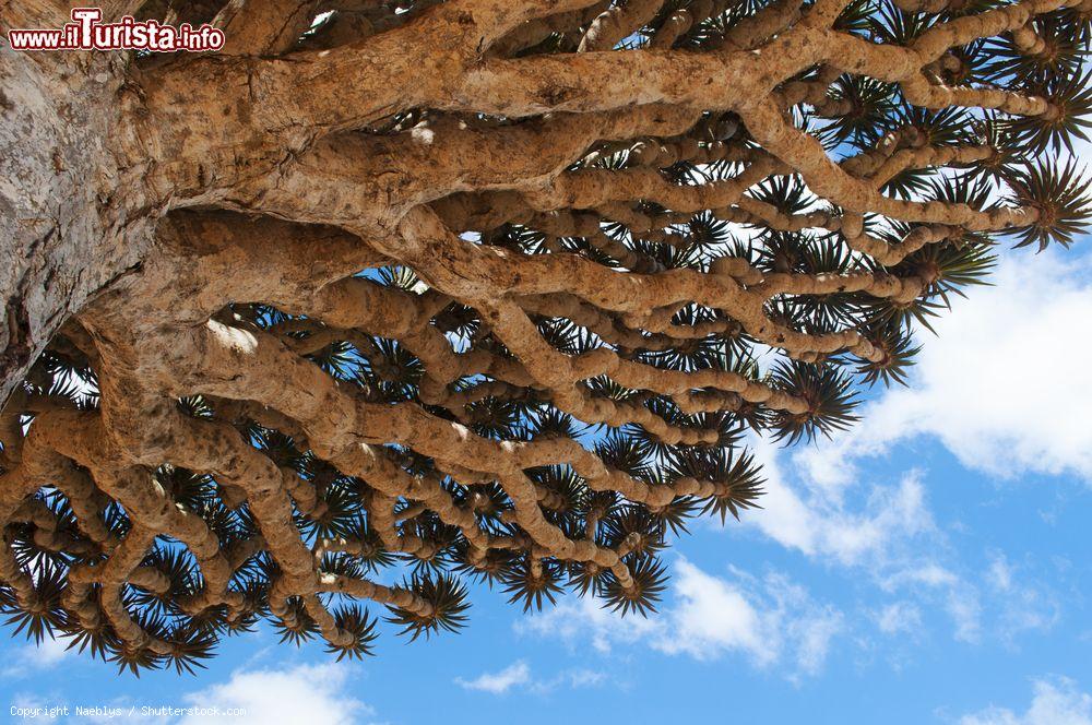 Immagine Dettaglio dei rami della Dracaena cinnabari sull'isola di Socotra, Yemen. Questa pianta succulenta dalla caratteristica forma a ombrello rivoltato produce una resina di colore rosso usata sin dai tempi dell'antichità - © Naeblys / Shutterstock.com