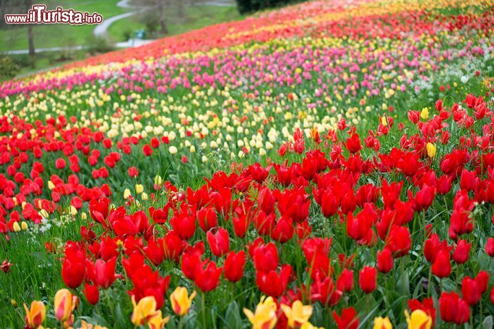 Immagine Distesa di tulipani fioriti sull'isola di Mainau, Germania. Quest'isola, situata nel lago di Costanza, è una nota meta turistica anche per la presenza di splendidi giardini.