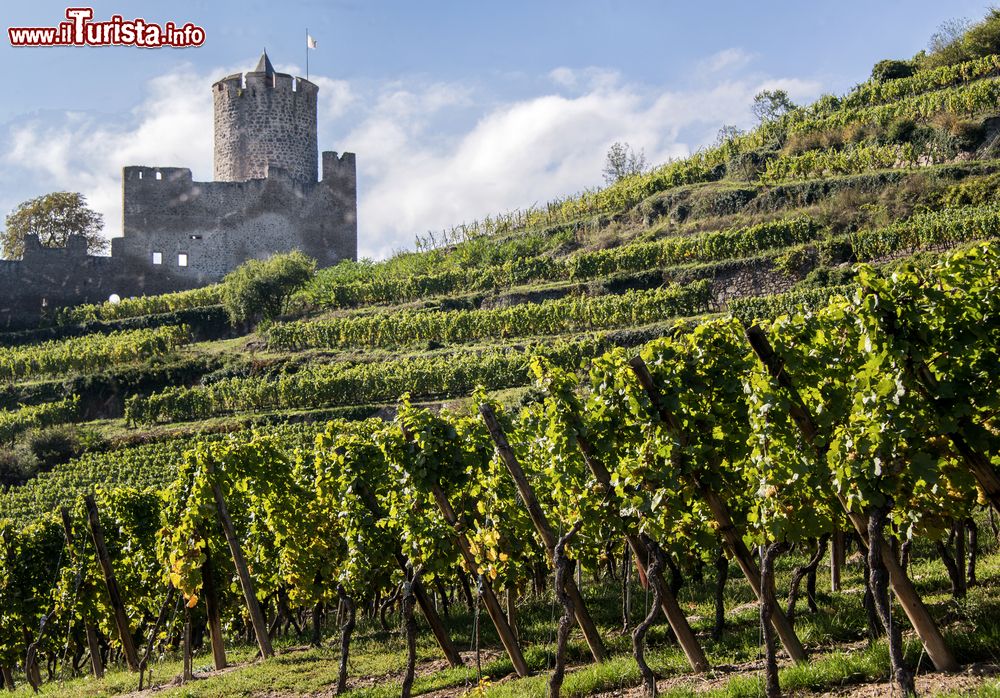 Immagine Distese di vigneti nei pressi del borgo di Eguisheim, Francia.