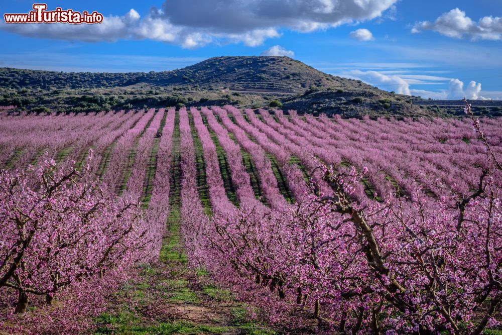 Immagine Distese fiorite di campi di pesco nei pressi di Lerida, Catalogna, Spagna.