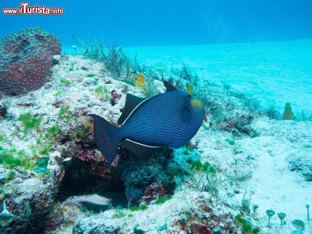 Immagine Diving all'Isla Mujeres di fronte a Cancun, Messico.