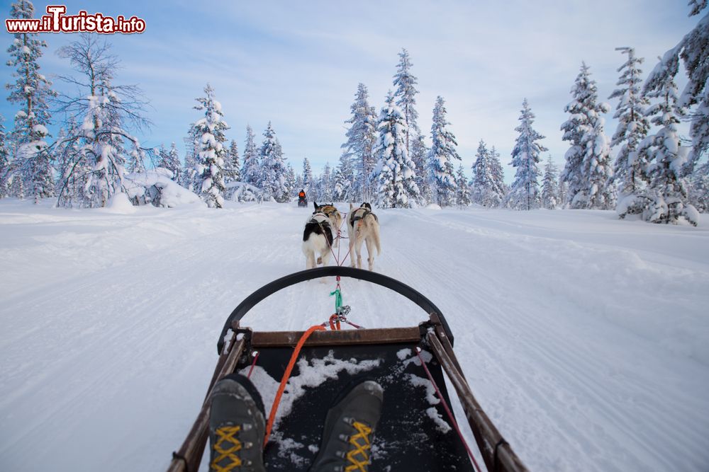 Immagine Dog sledding nei pressi di Saariselka, Finlandia. E' una delle escursioni più richieste in questo angolo di Finalndia.