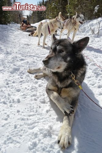 Immagine Dog sledding, Quebec: il meritato riposo degli straordinari husky che trainano le slitte sulla neve nei boschi attorno alla località di Les Eboulements. Dopo una breve sosta, i cani sono già pronti per ripartire nella loro corsa.