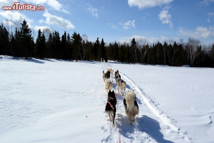 Immagine Dog sledding, Charlevoix: la regione dello Charlevoix, nel Québec meridionale, si adatta perfettamente a questo genere di attività. La regione sorge nel punto esatto in cui un meteorite colpì la Terra 350 milioni di anni fa.