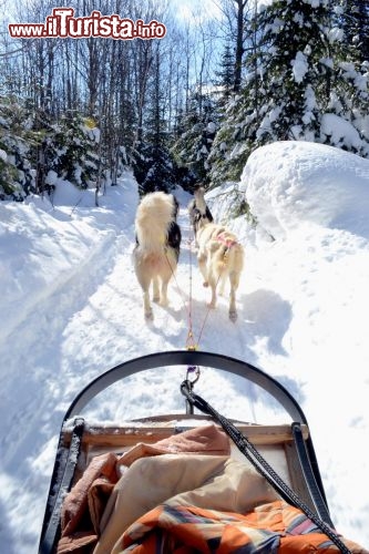Immagine Dog sledding, Les Eboulements: l'escursione con i cani da slitta, conosciuta in Canada come dogsledding, è ormai un'attività imprescindibile dei turisti che fanno tappa a Les Eboulements, cittadina affacciata sulla sponda settentrionale del fiume San Lorenzo.