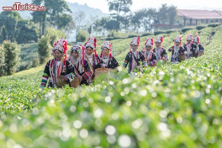 Immagine Donne Akha camminano in una piantagione di té a Chui Fong, Chiang Rai, Thailandia - © luamduan / Shutterstock.com