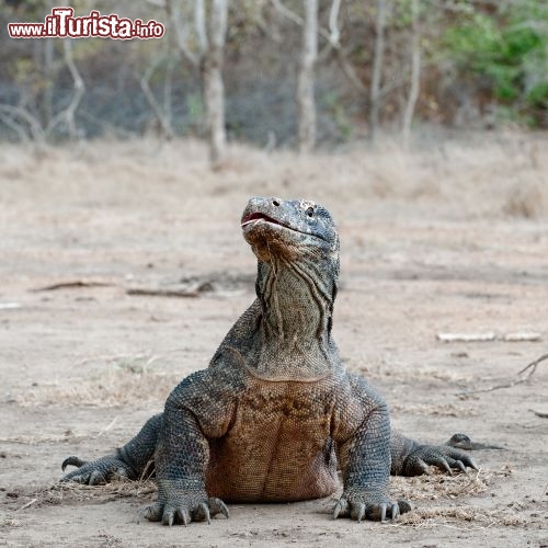 Immagine Drago di Komodo, il rettile gigantesco del MAr di Flores è in realtà una specie di varano (Varanus komodiensis) e può raggiungere i 3-4 metri di lunghezza, aggredire l'uomo anche con esito fatale - © Uryadnikov Sergey - Fotolia.com