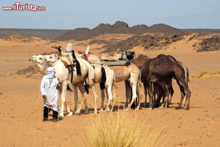 Immagine Gruppo di Dromedari all'interno dell'Erg Tihodaine in Algeria - Foto di Giulio Badini