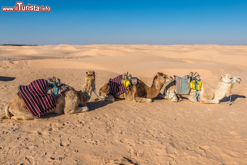 Immagine Dromedari in attesa di portare turisti in tour per il deserto a Douz, Tunisia.