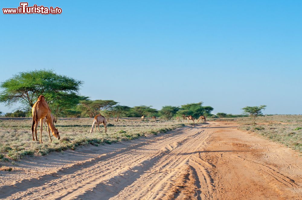 Immagine Dromedari lungo una strada sterrata nel deserto del Kenya: siamo nella regione di Marsabit, a circa 600 km da Nairobi.