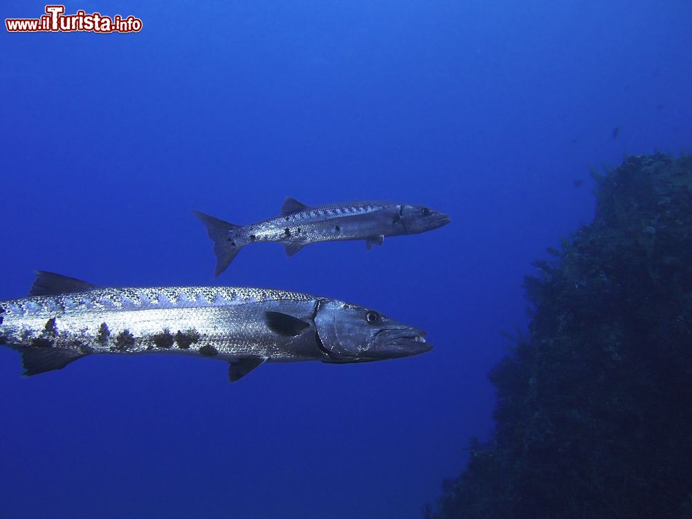 Immagine Due barracuda con livrea argentea nel mare dei Caraibi, isola di Saba (Antille Olandesi).