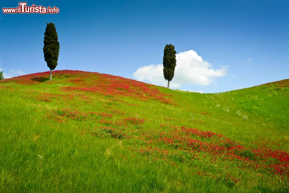 Immagine Due cipressi su una collina ricoperta di fiori rossi in una giornata di sole a Certaldo, Toscana, Italia.