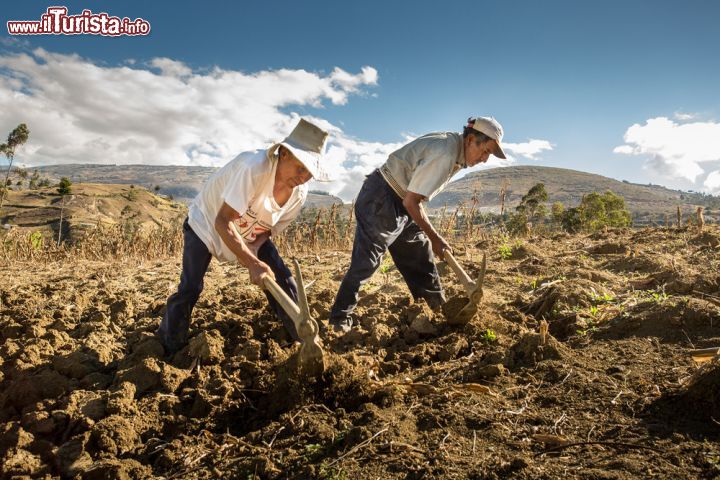 Immagine Due contadini lavorano la terra a Cajamarca, Perù. Curiosando nei dintorni della città è facile incontrare "campesinos" intenti alla lavorazione dei fertili campi che ricoprono un pò ovunque la vallata - © Christian Vinces / Shutterstock.com