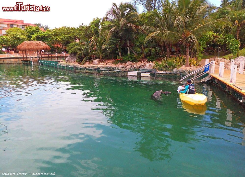 Immagine Due delfini nutriti alla marina di Puerto Aventuras, Messico - © phortun / Shutterstock.com