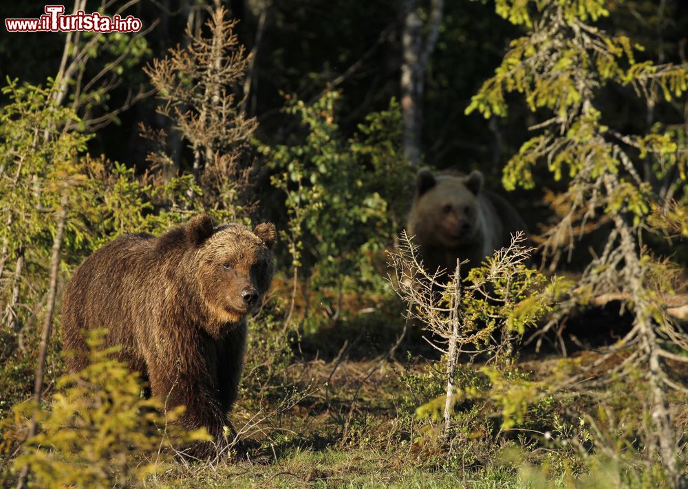 Immagine Due esemplari di orso bruno (Ursus arctos arctos) a Kuusamo, Finlandia, vicino al confine con la Russia.